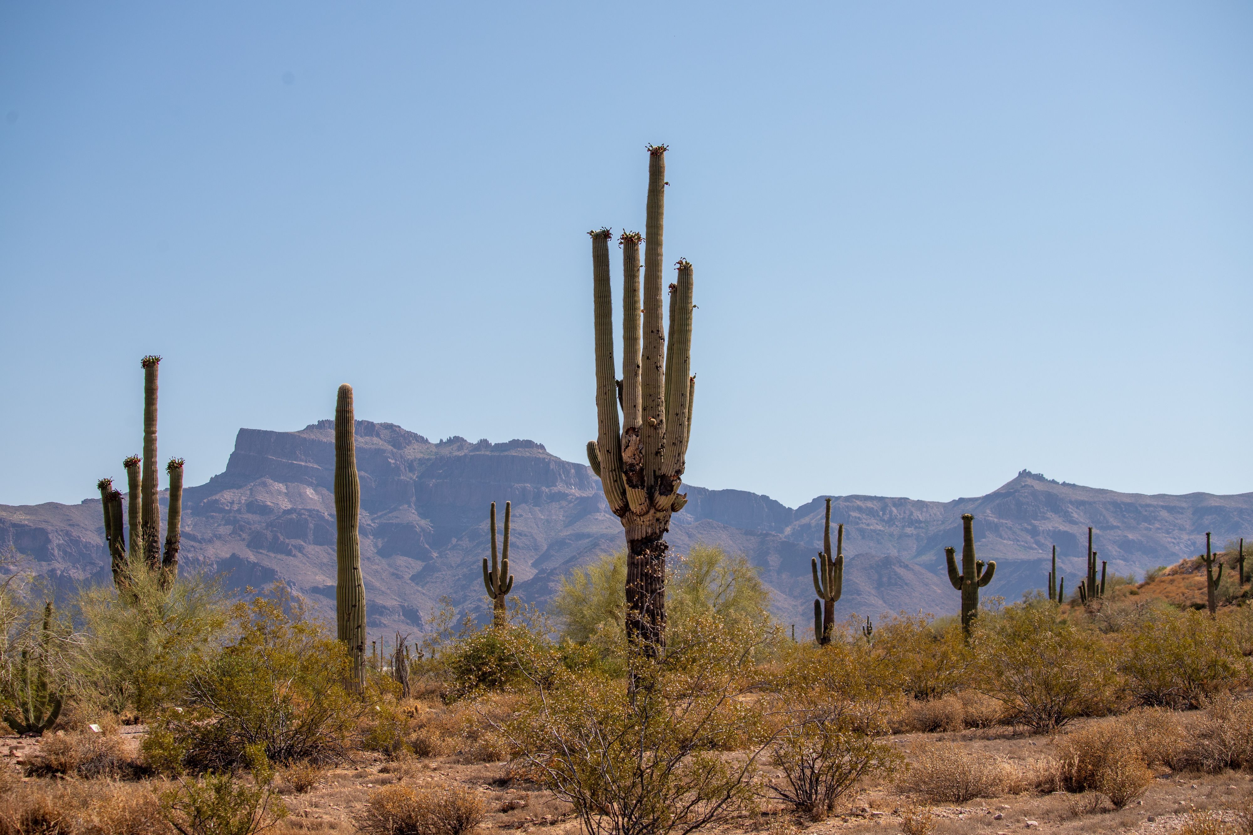 arizona winter saguaro cactus